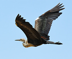 White-necked heron flying over Redman Bluff Wetlands at Grampians Paradise Camping and Caravan Parkland